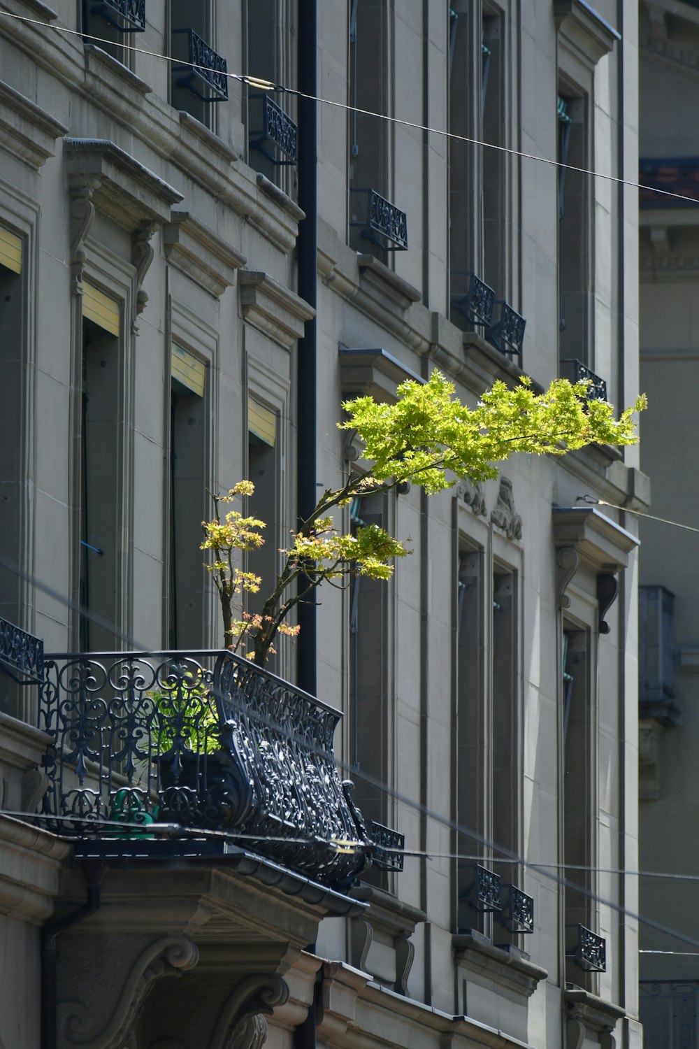a tree in a pot on a balcony of a building