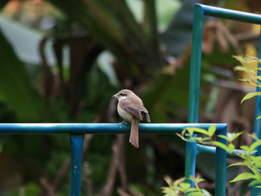 a small bird perched on top of a blue fence