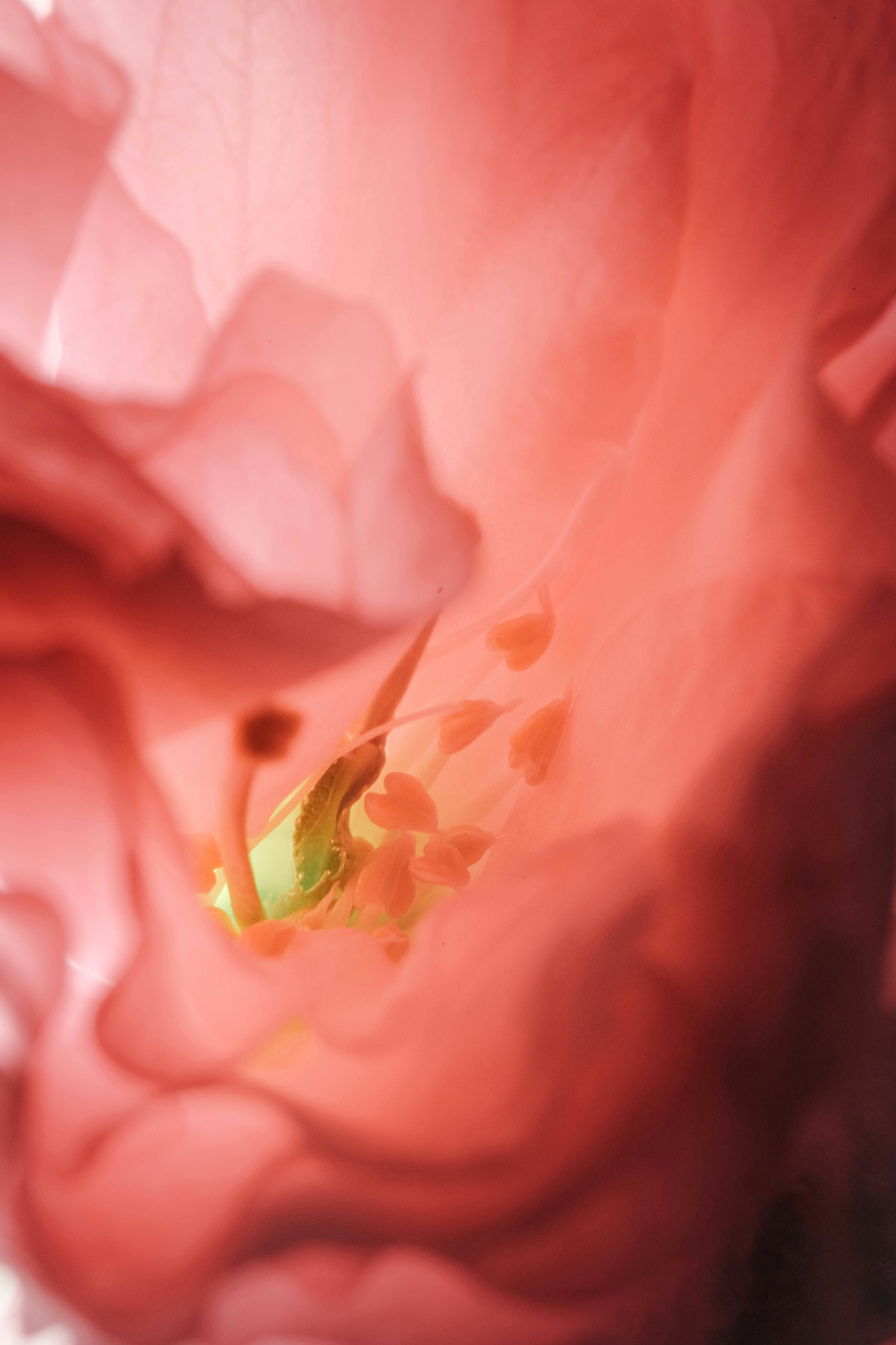 a close up of a pink flower with a white background