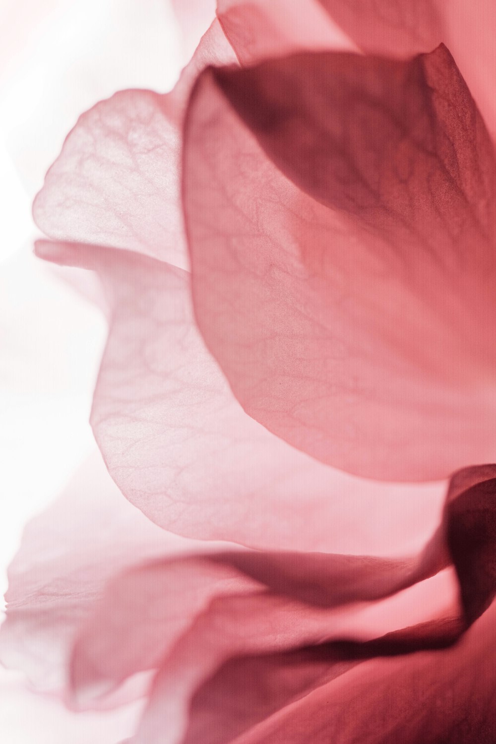 a close up of a flower with a blurry background