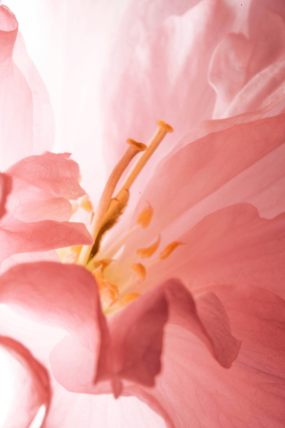 a close up of a pink flower with a white background