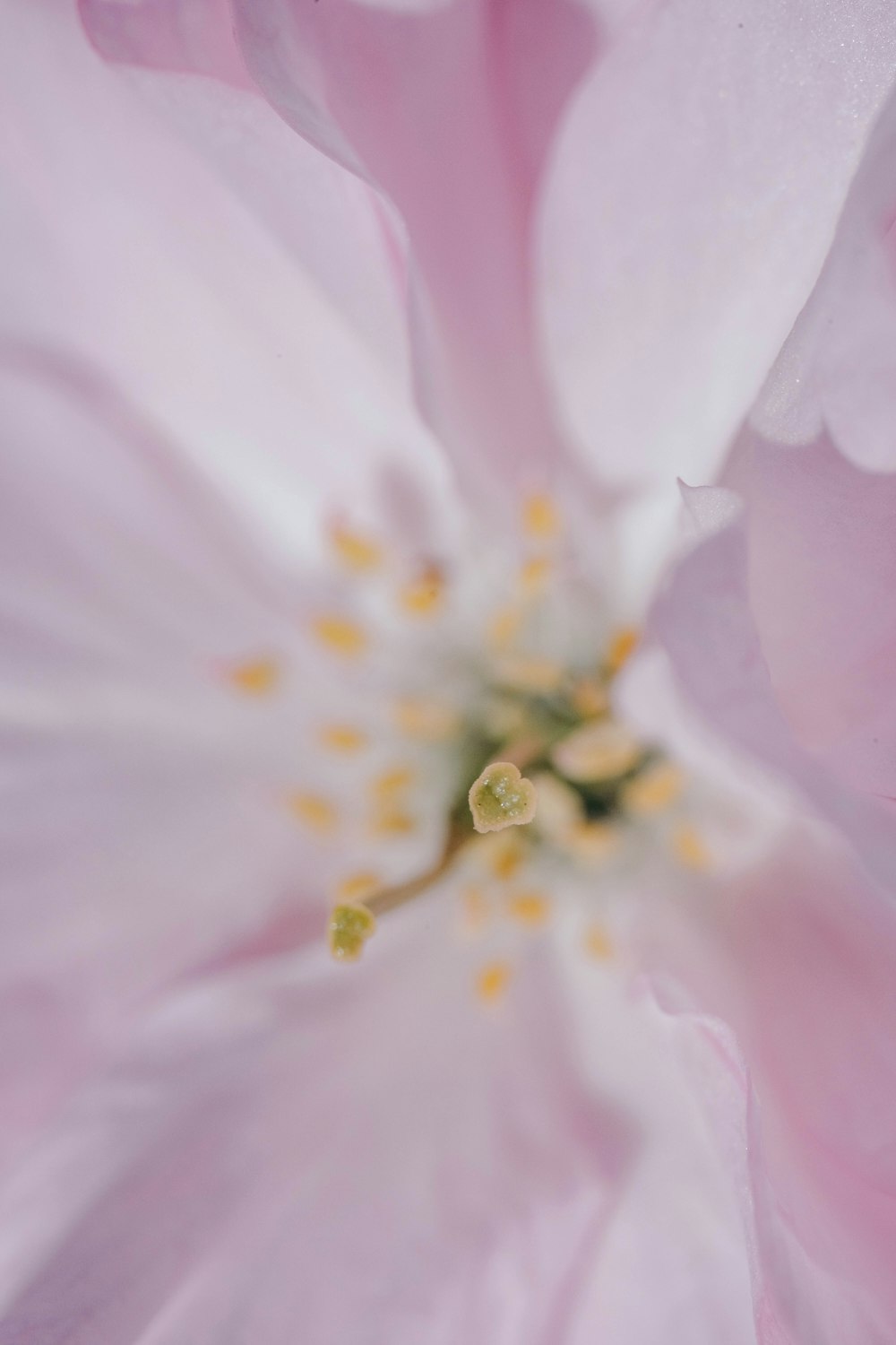 a close up view of a pink flower