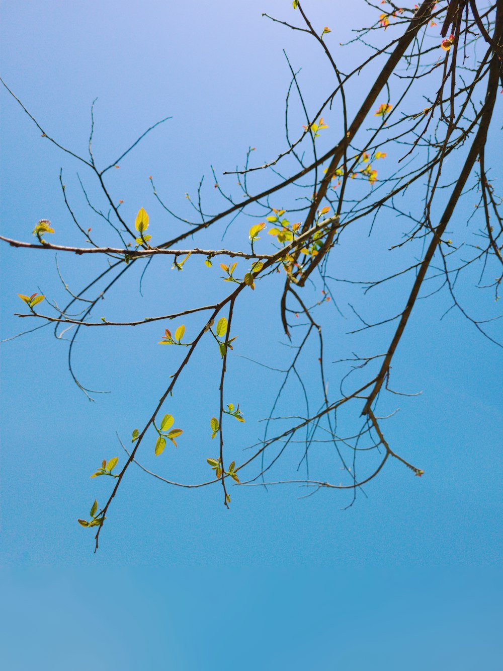 a bird perched on top of a tree branch