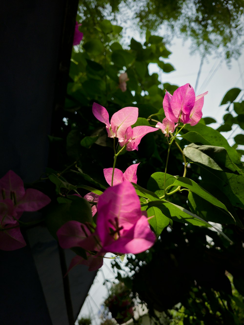 a bunch of flowers that are in a vase