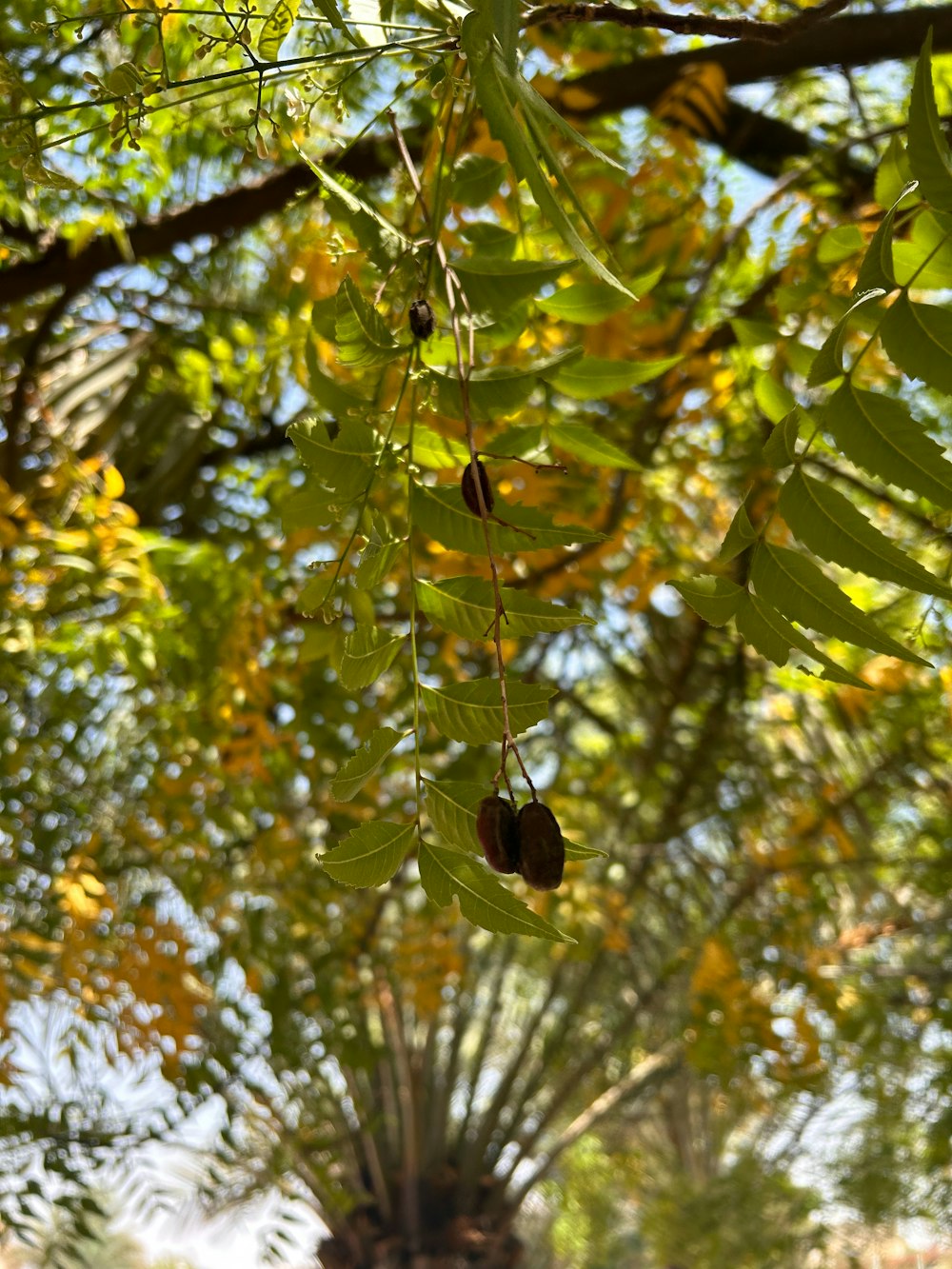 a bunch of fruit hanging from a tree