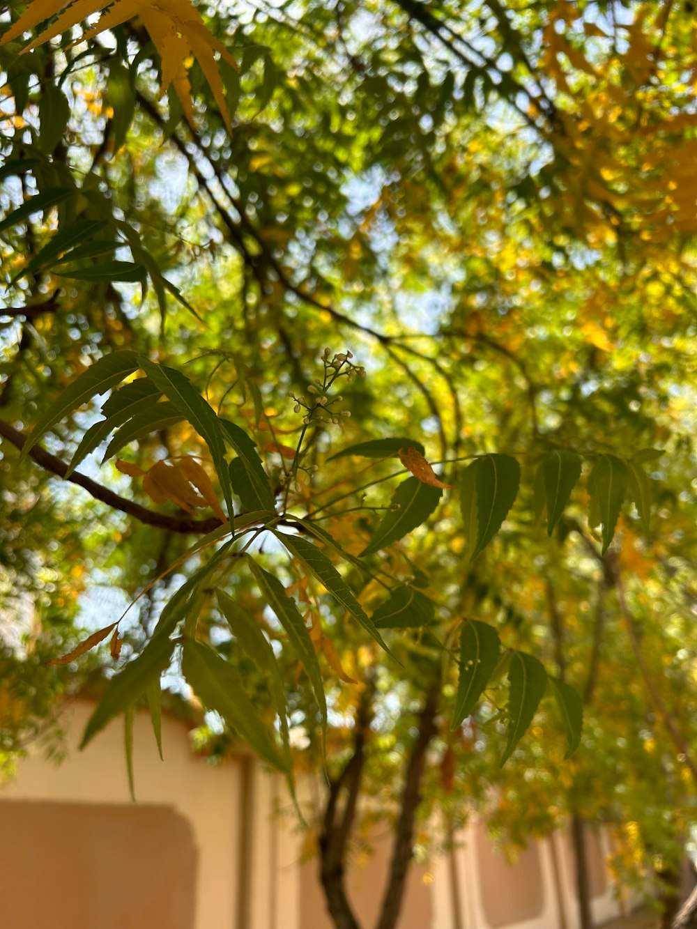 a tree with leaves and a building in the background