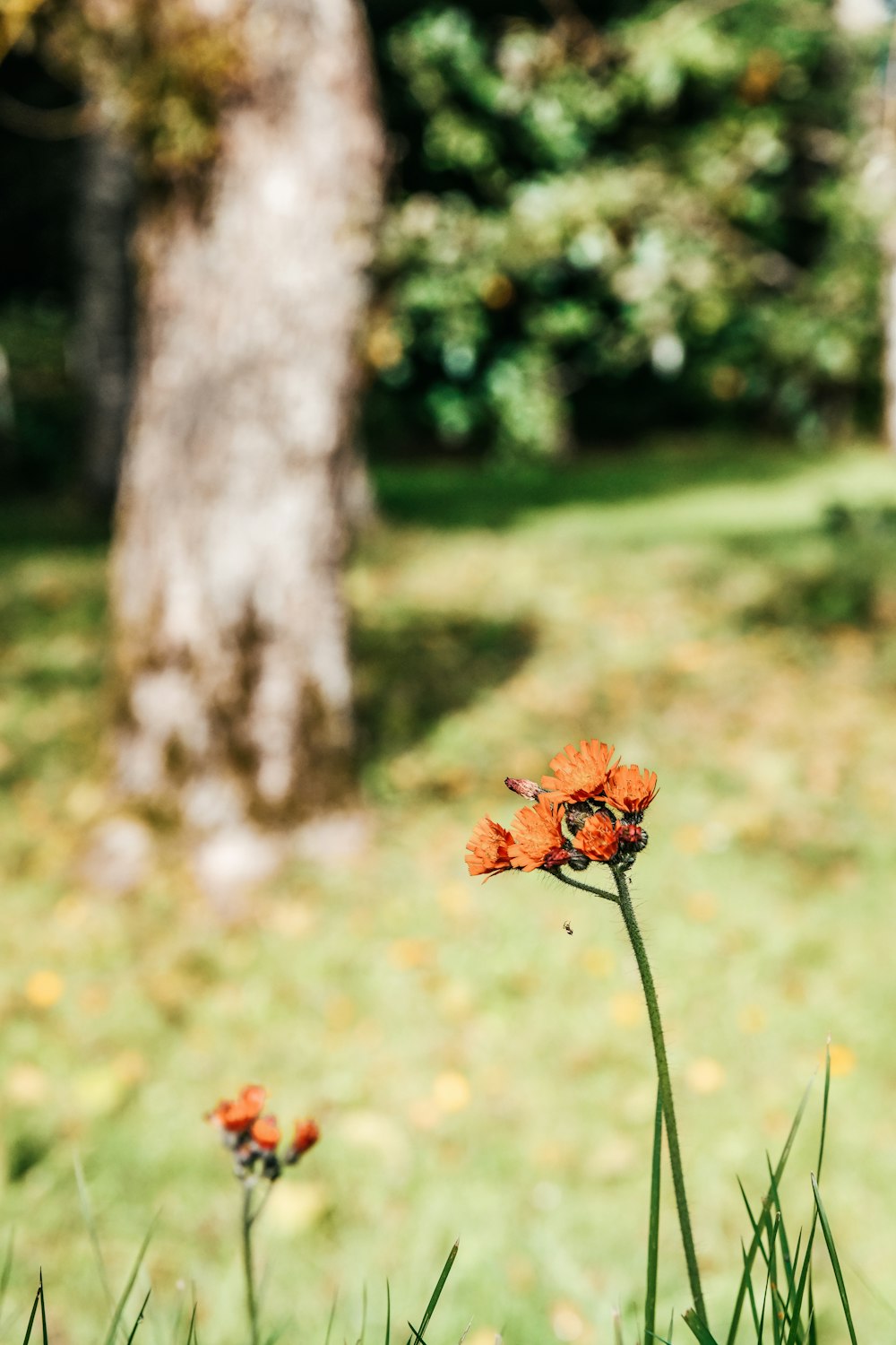 a couple of flowers that are in the grass