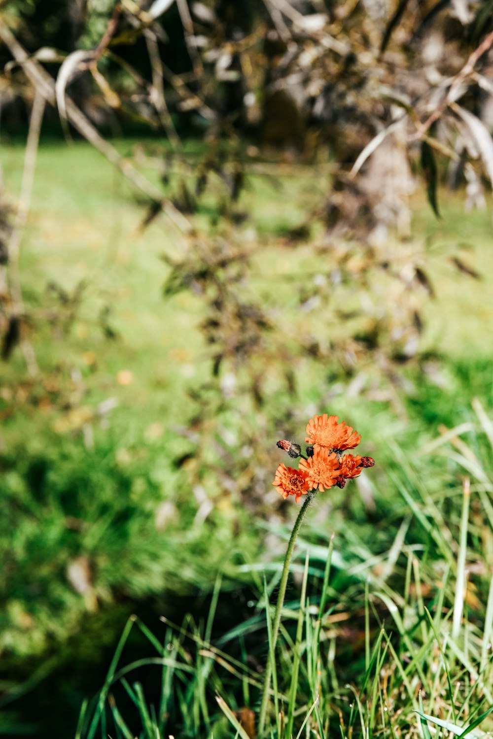 a single orange flower in a grassy field