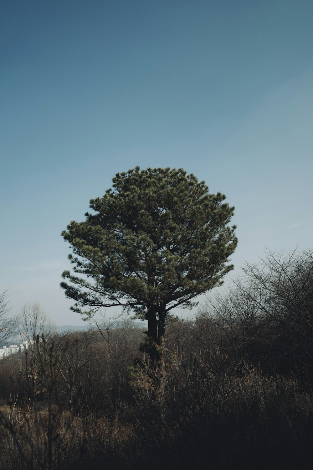 a lone tree in the middle of a field