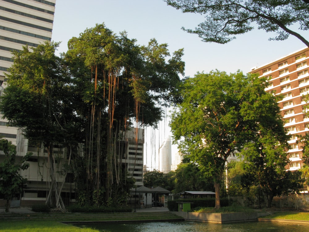 a pond surrounded by tall buildings and trees