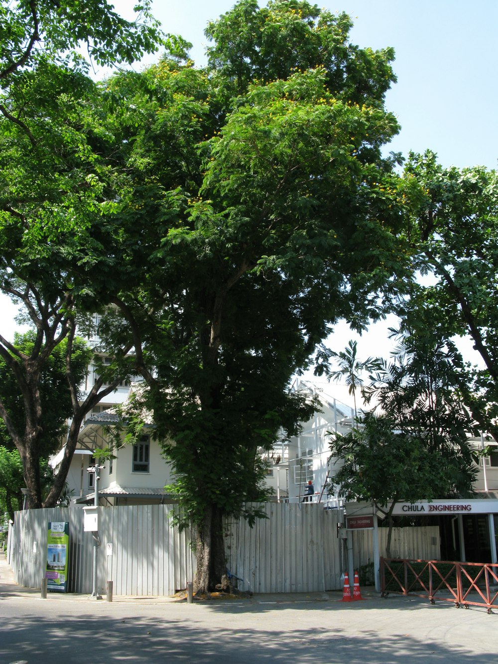 a large tree in front of a white fence