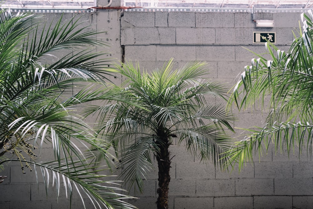 a couple of palm trees sitting next to a cement wall