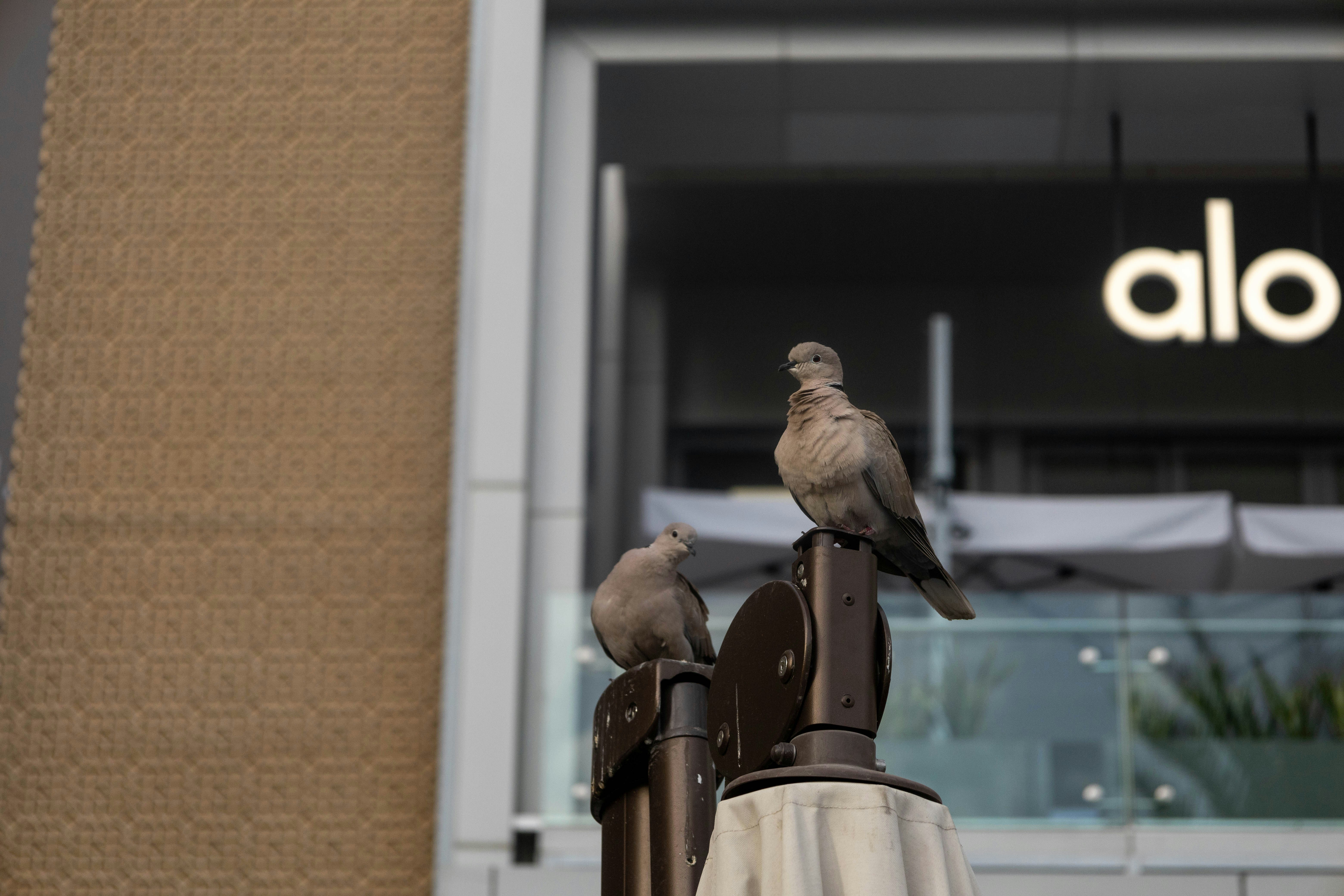 a couple of birds sitting on top of a pole