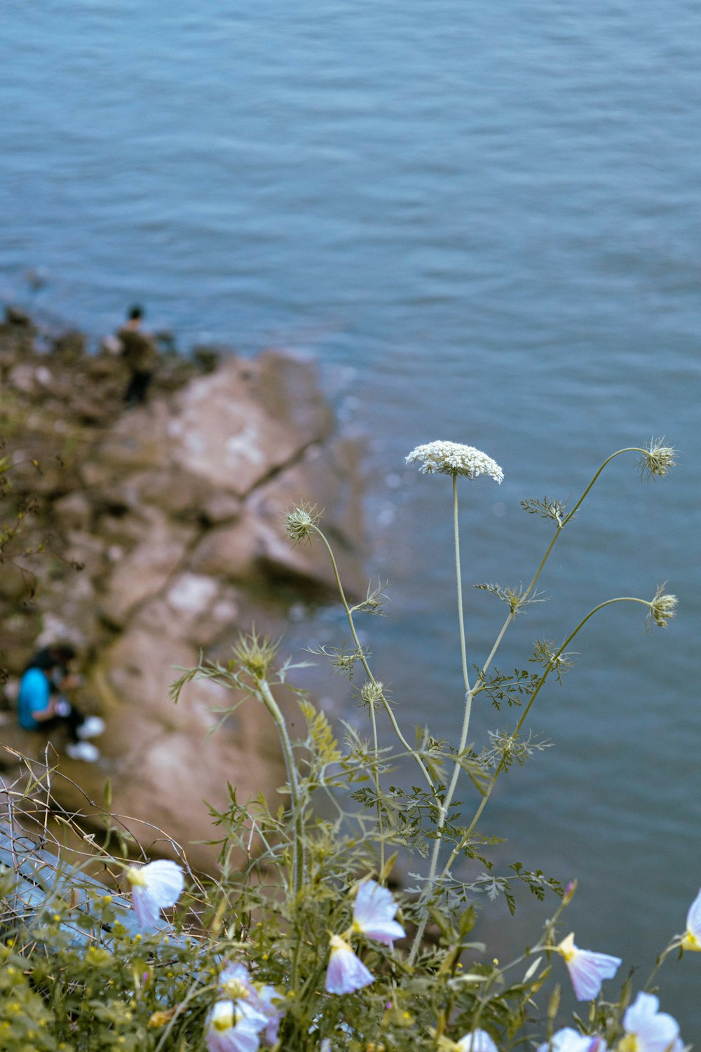 a bunch of flowers that are by a body of water