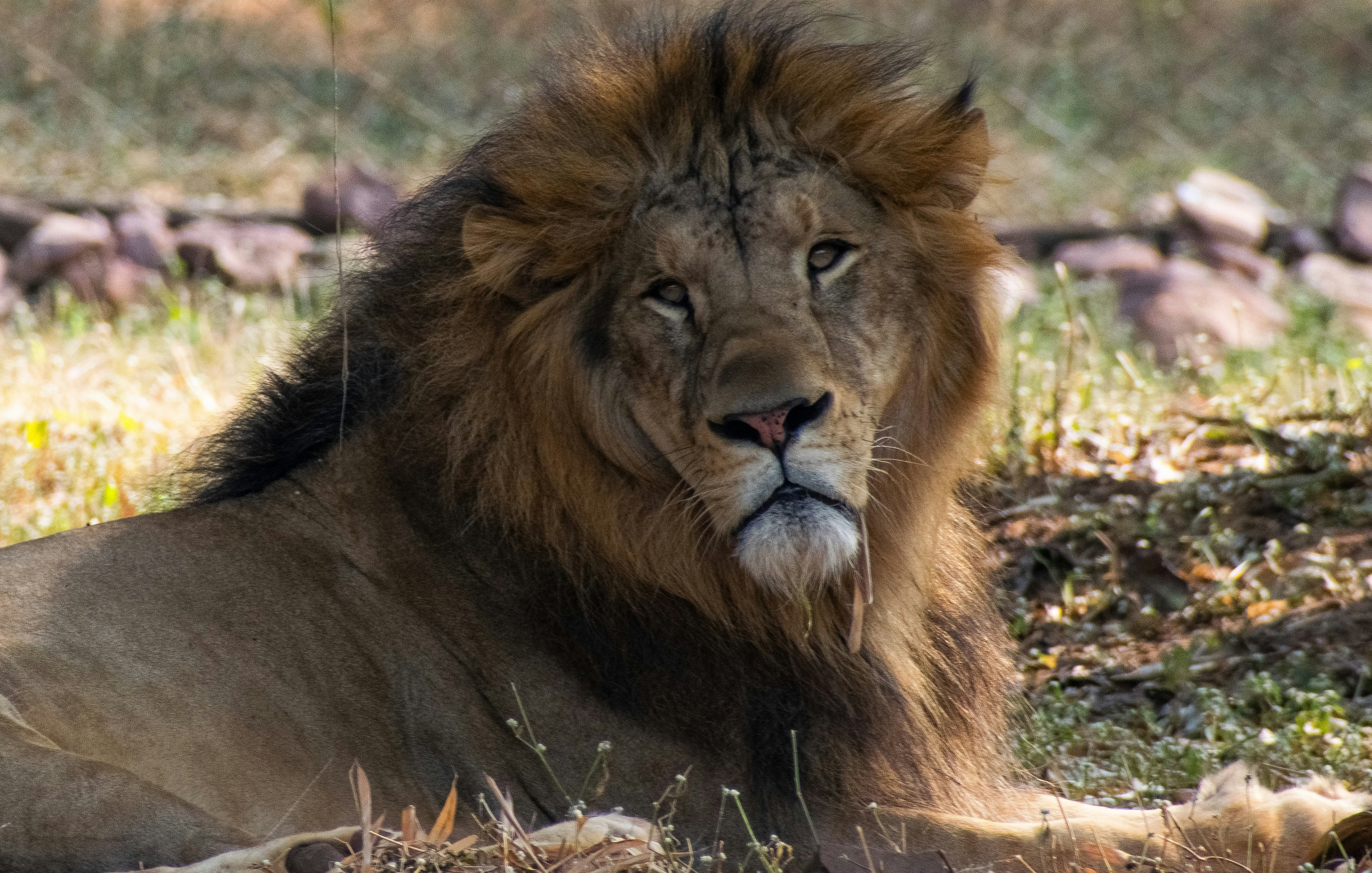 Photo by classic700cc