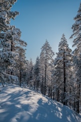 the sun shines through the trees in the snow