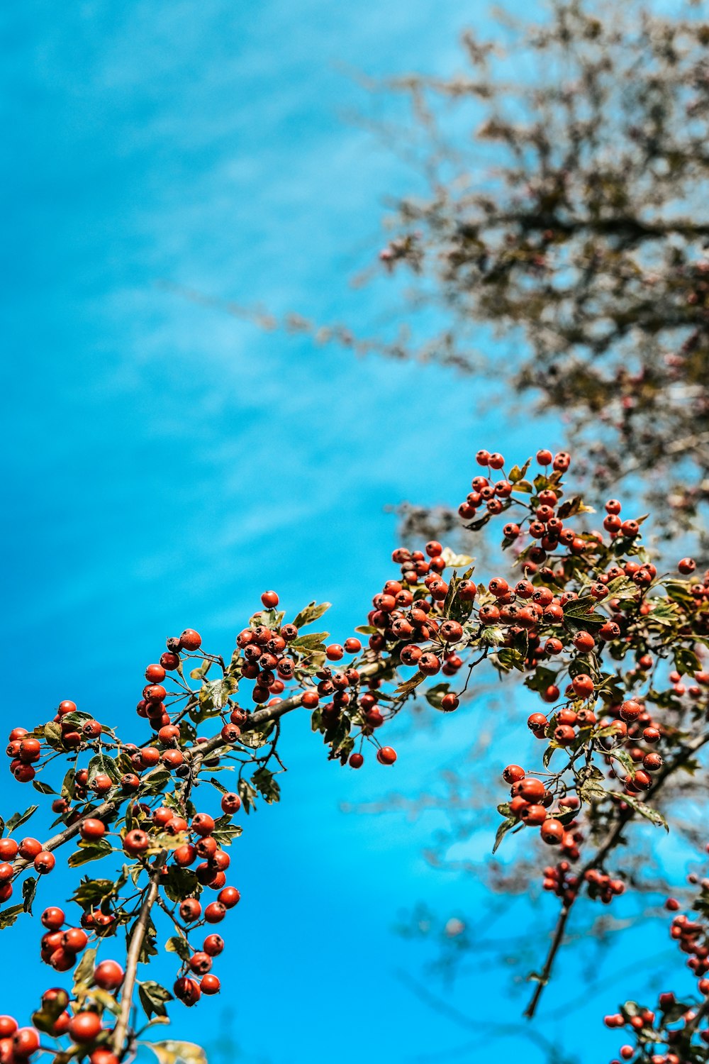 a bunch of berries on a tree with a blue sky in the background