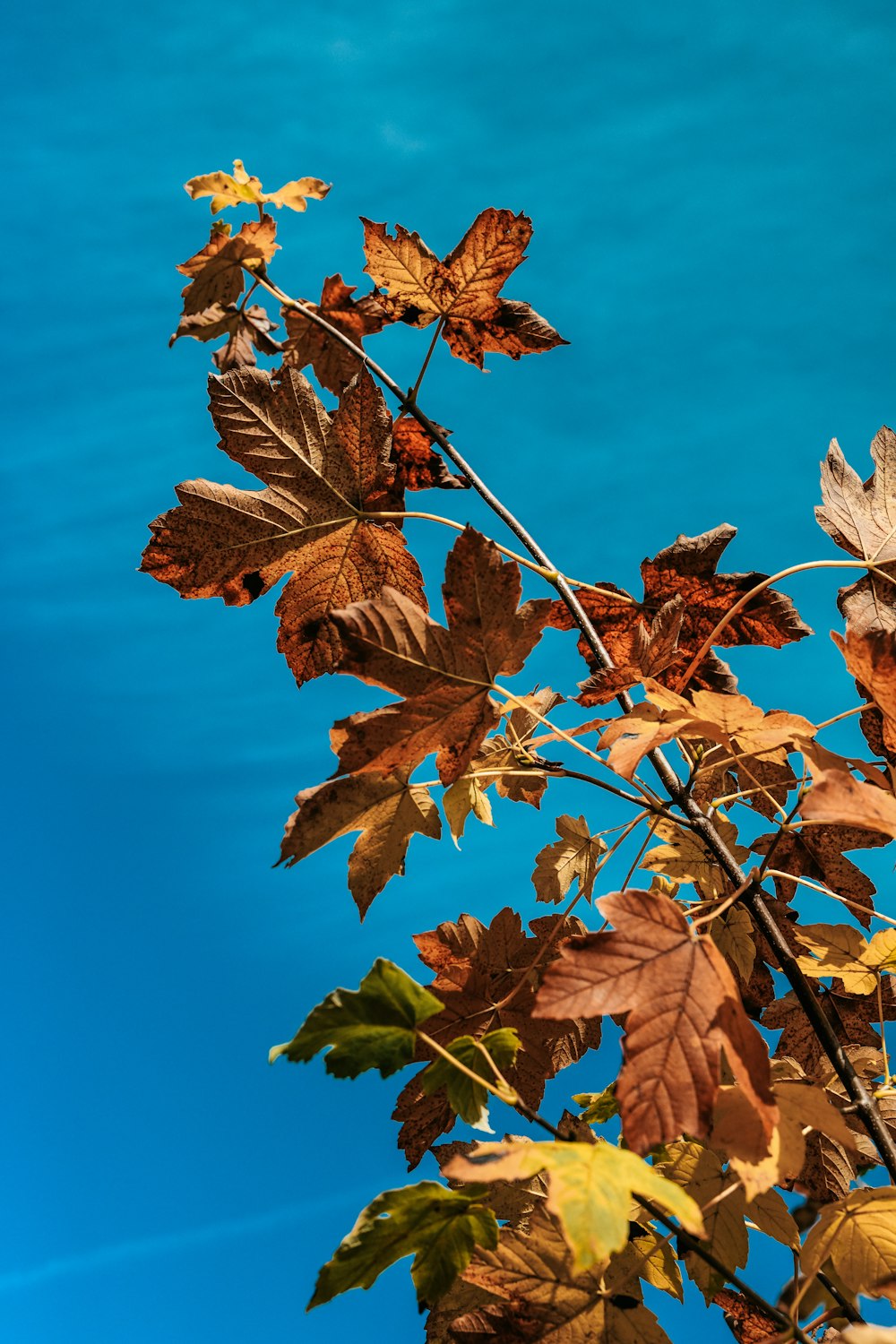 a tree branch with brown leaves against a blue sky