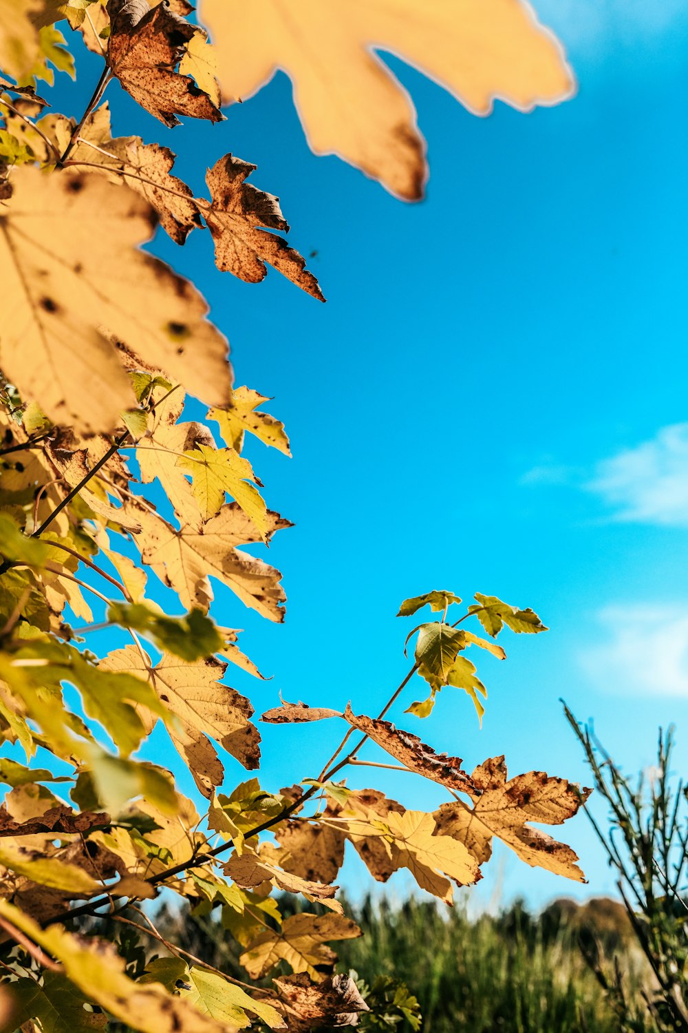 the leaves of the tree are changing colors