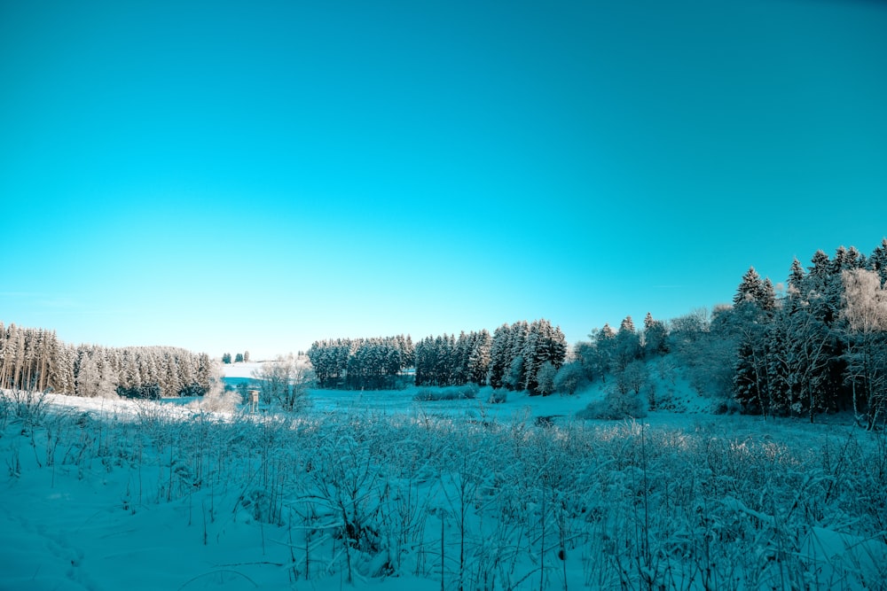 a snow covered field with trees in the background