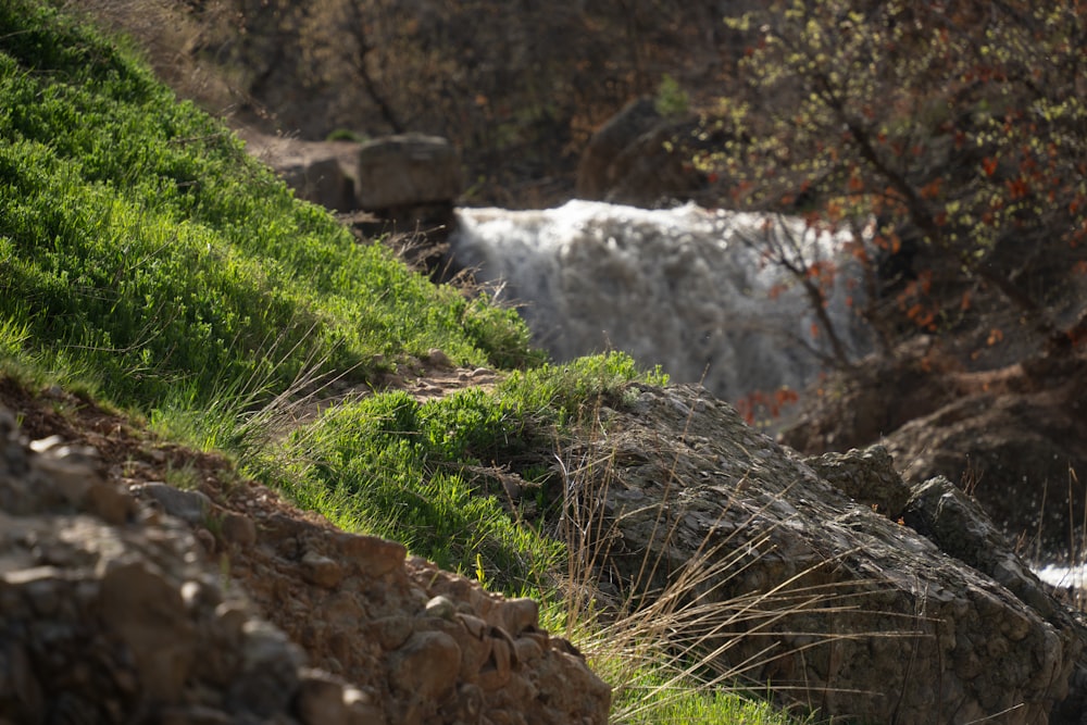 a stream running through a lush green forest