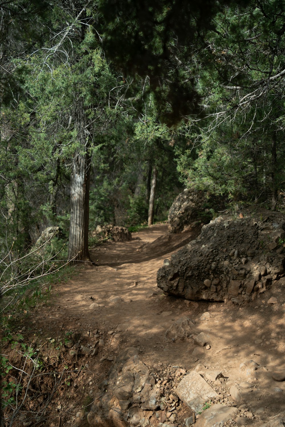 Um caminho de terra no meio de uma floresta