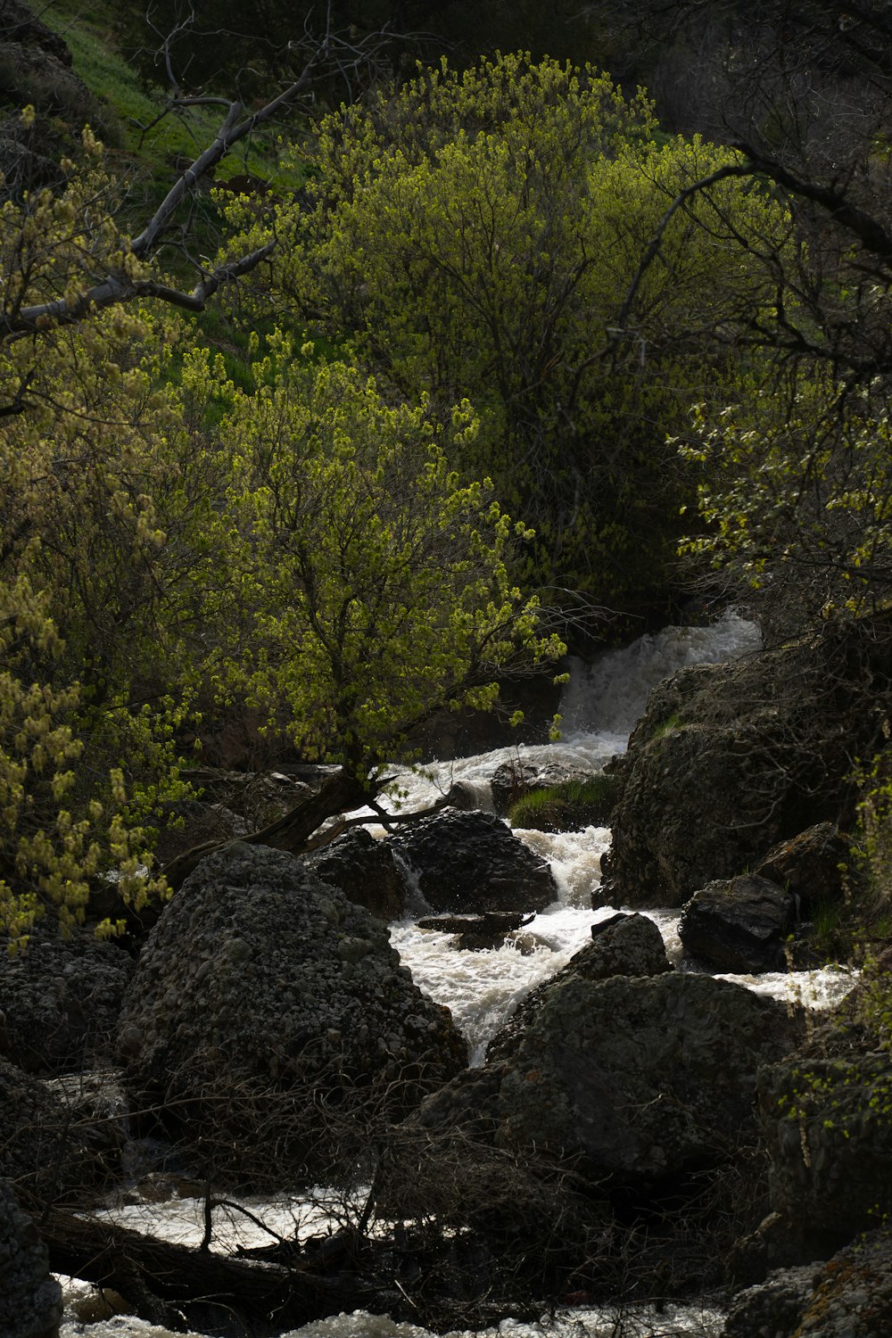 a stream running through a lush green forest