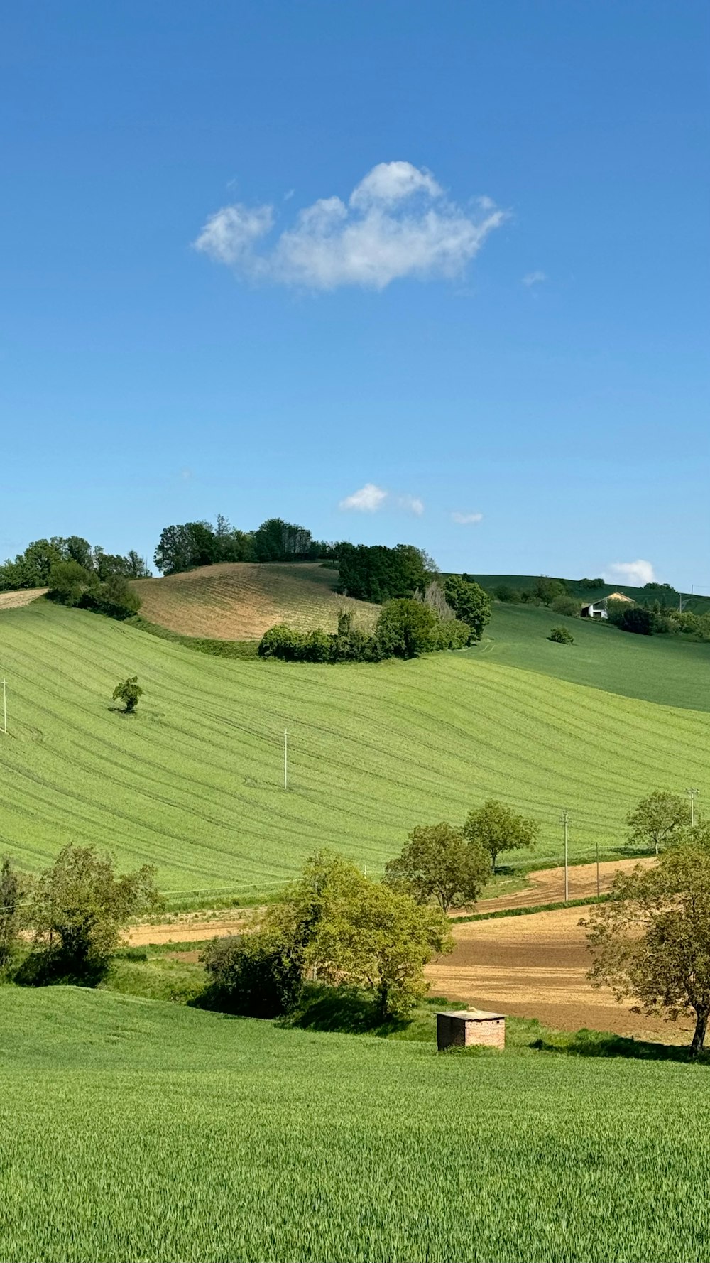 un campo verde con árboles y una colina al fondo