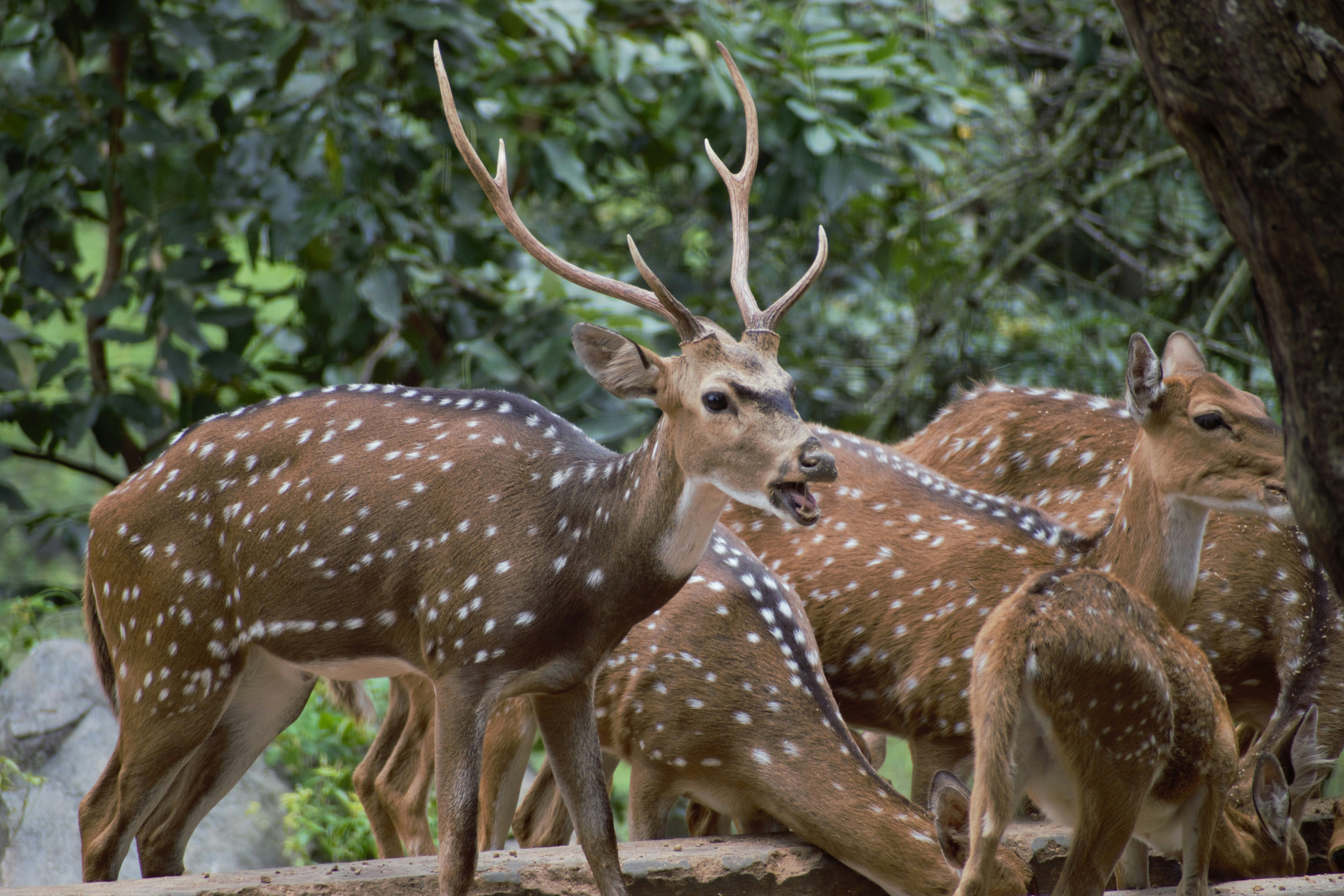 Photo by classic700cc