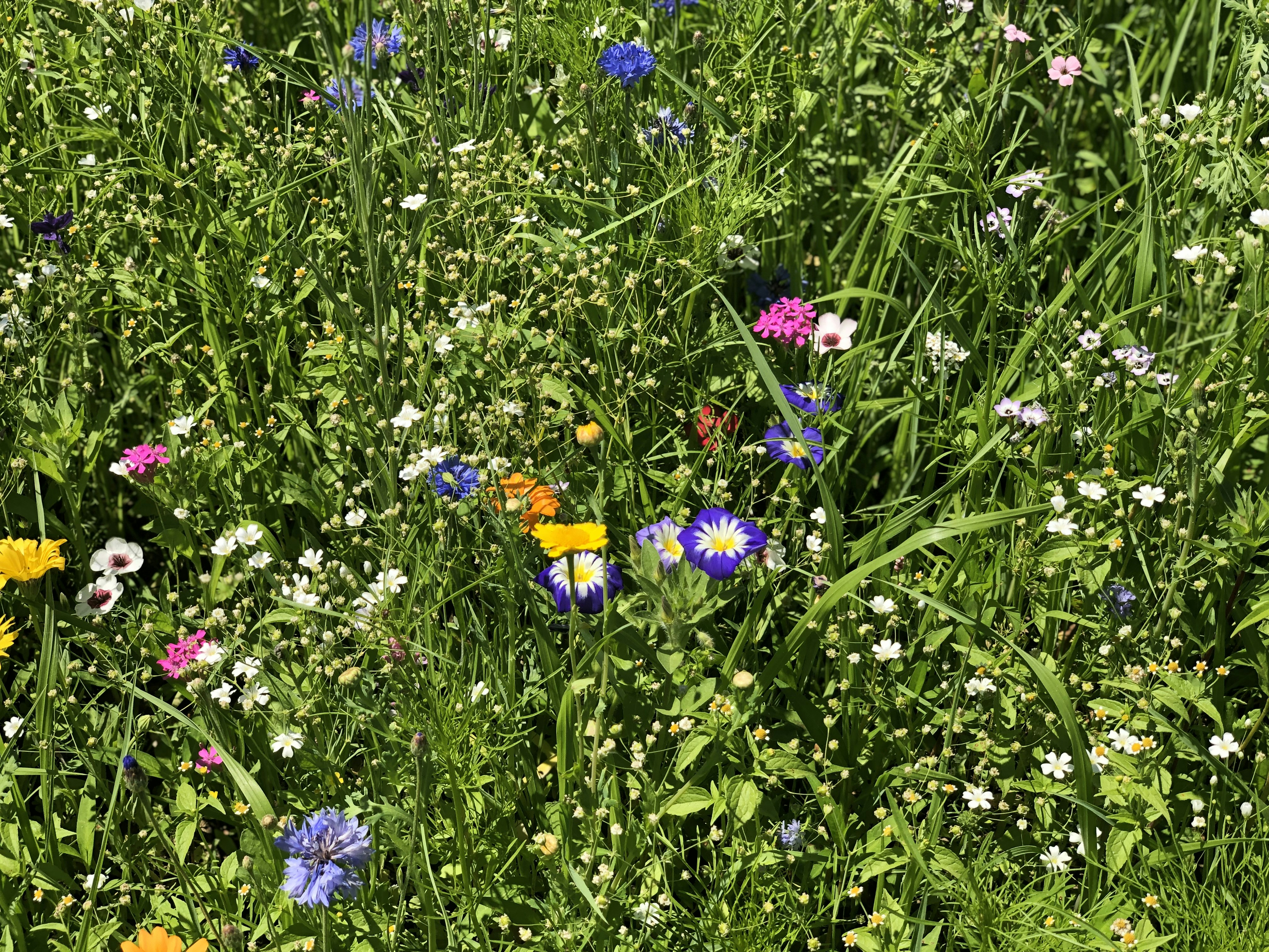 Choose from a curated selection of flower photos. Always free on Unsplash.