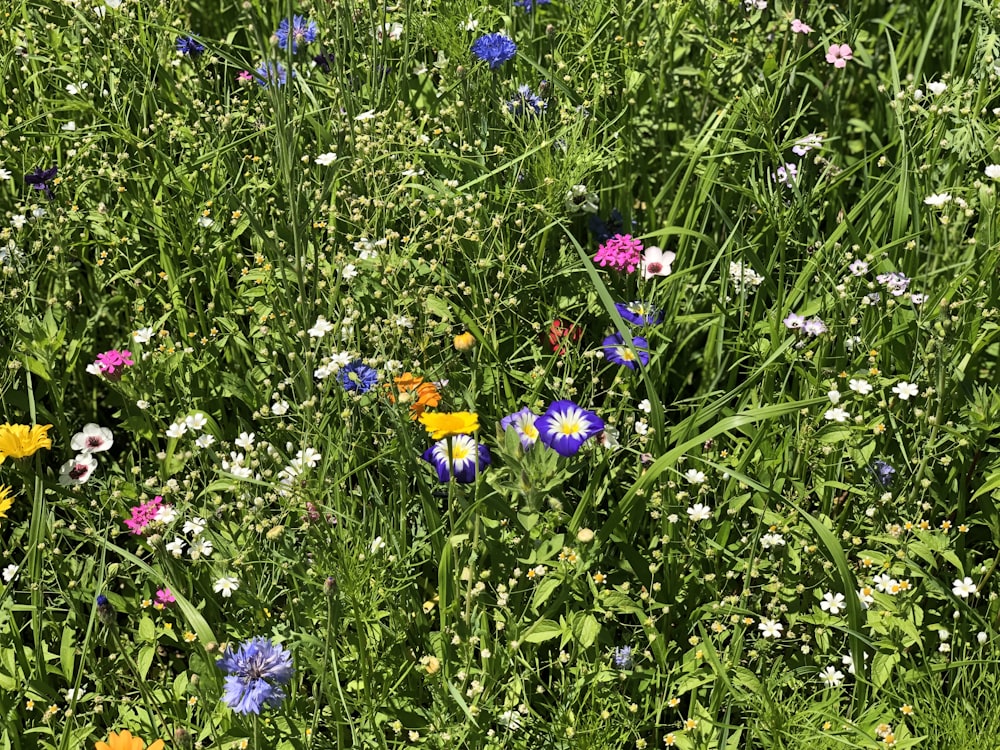 a field full of wildflowers and other flowers