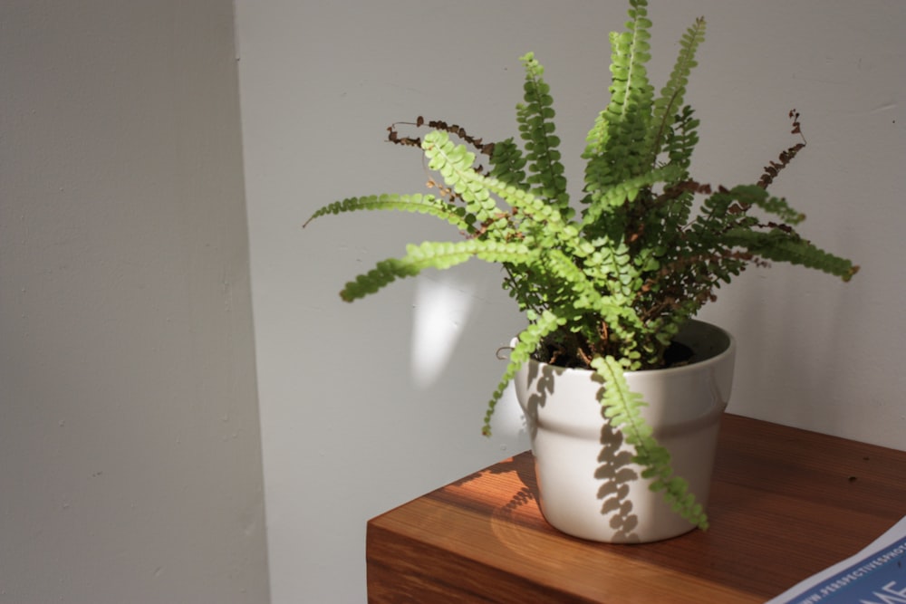 une plante en pot posée sur une table en bois