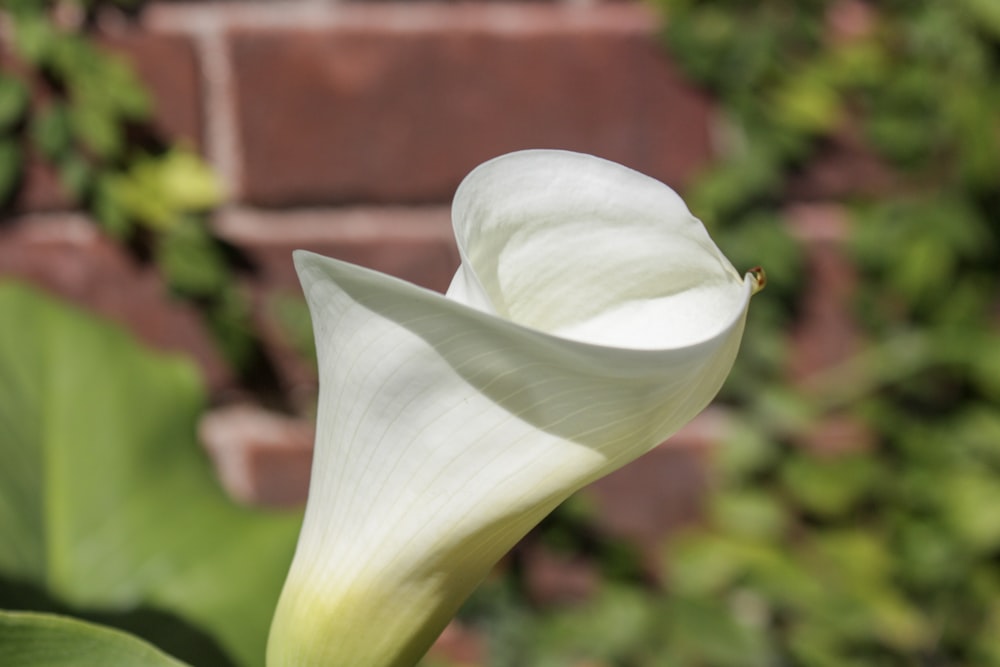 a close up of a white flower near a brick wall