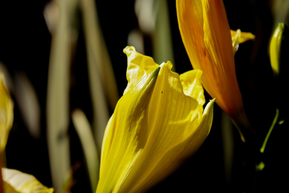 a close up of a yellow flower on a black background