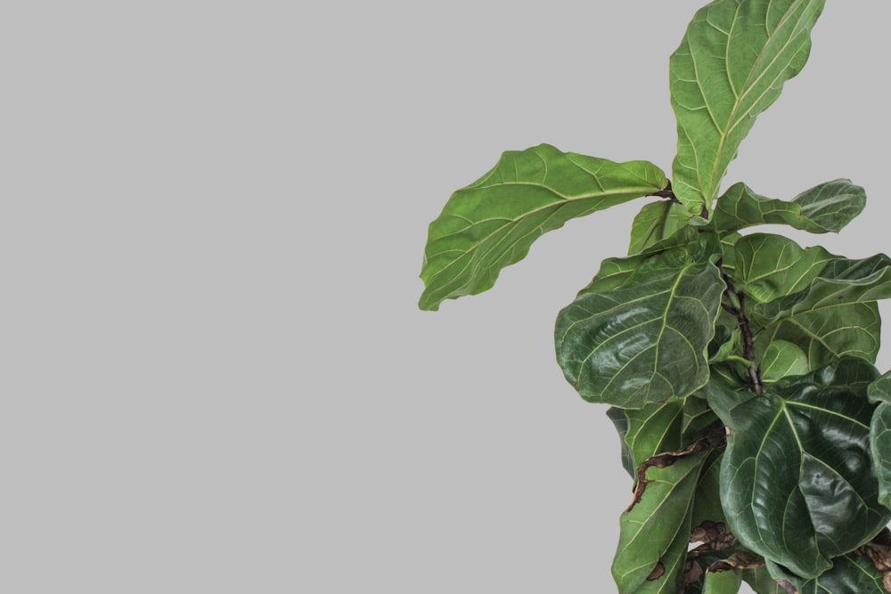 a plant with green leaves on a gray background