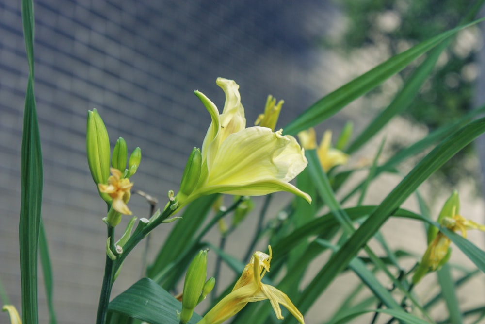 a close up of a flower near a building