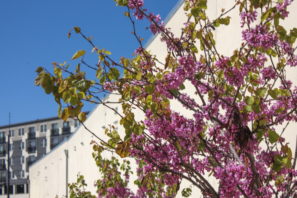 un arbre avec des fleurs violettes devant un bâtiment