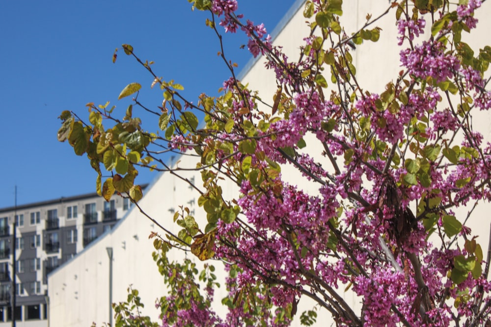 a tree with purple flowers in front of a building