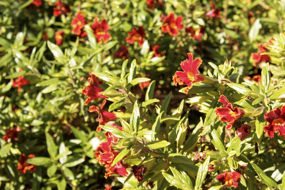 a bush with red flowers and green leaves