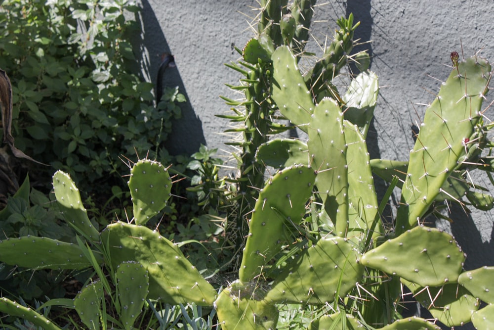 a green cactus next to a gray wall