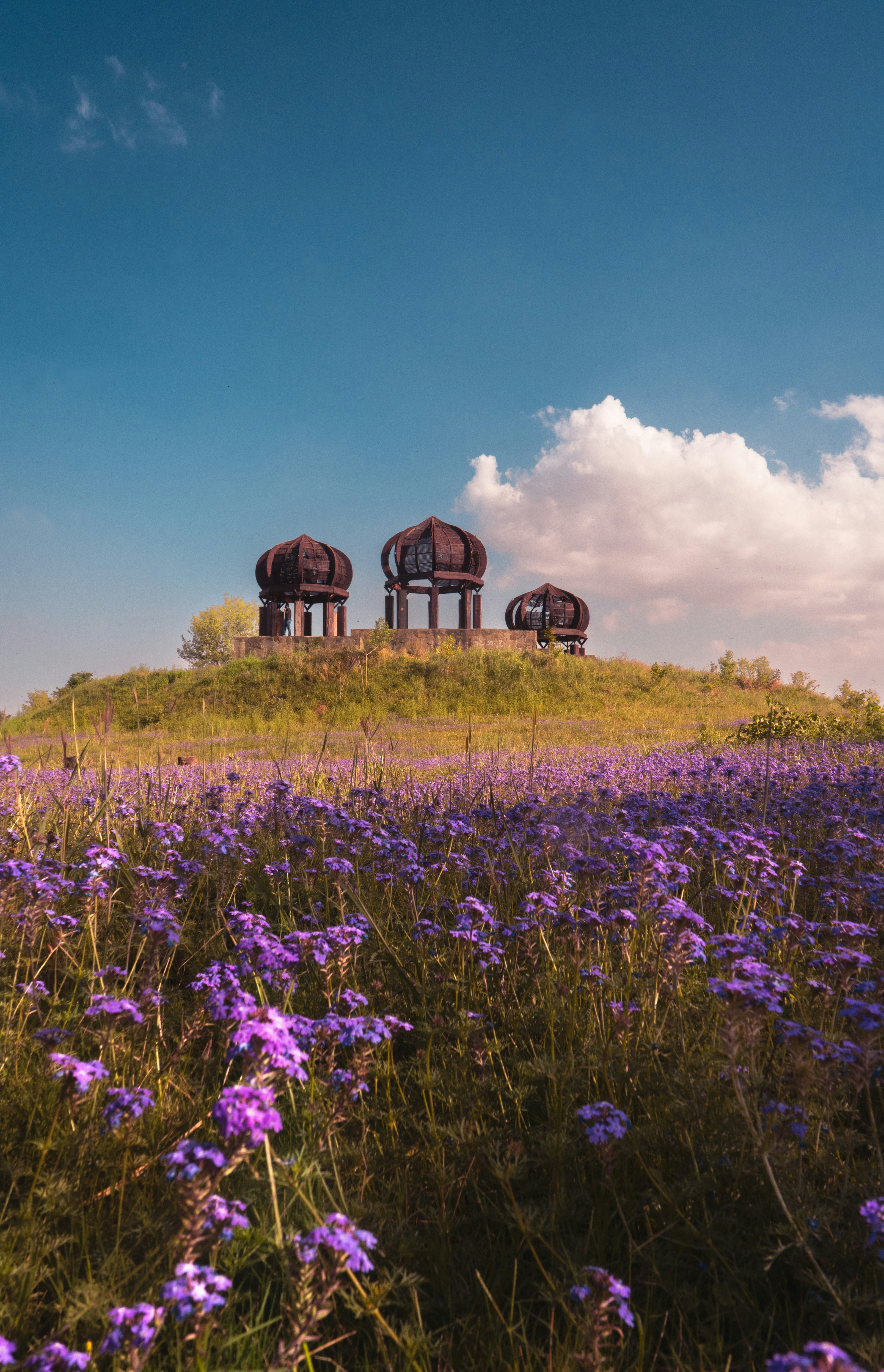 a field full of purple flowers under a blue sky