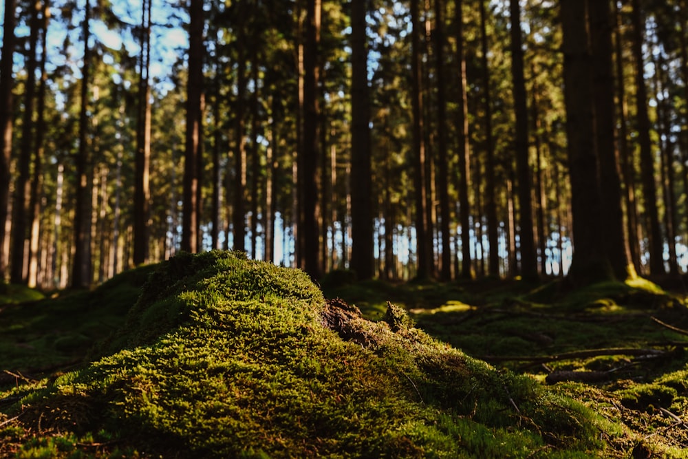 a moss covered mound in the middle of a forest