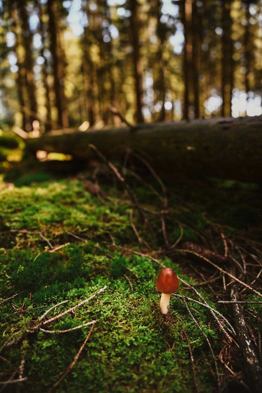 a small red mushroom sitting on top of a lush green field