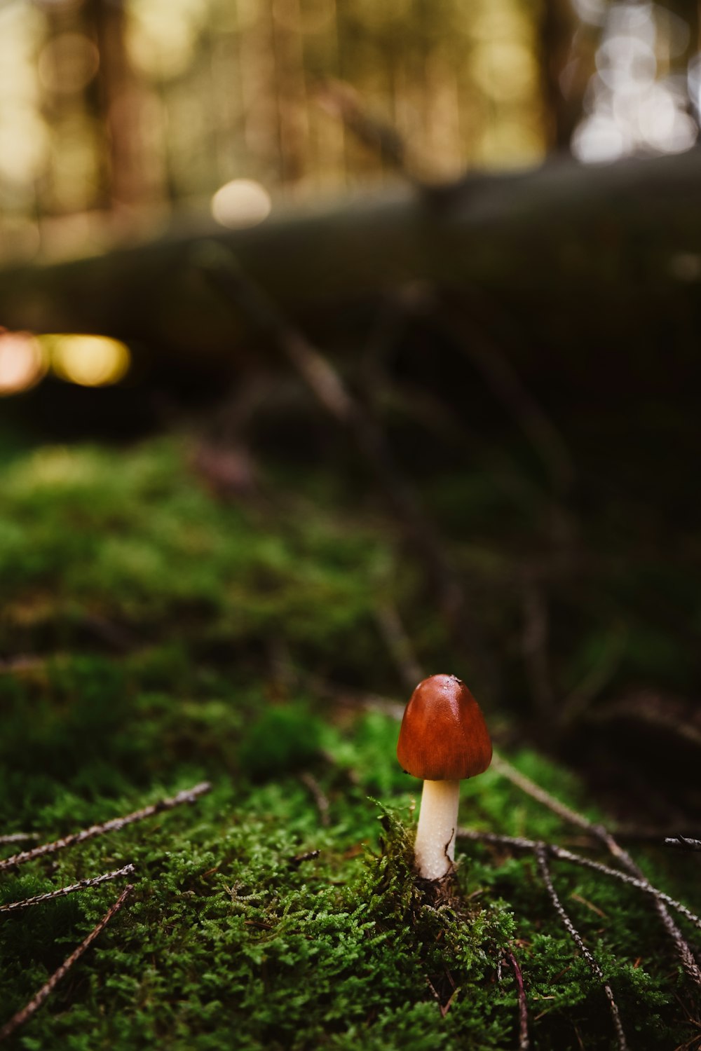 a small red mushroom sitting on top of a moss covered forest floor