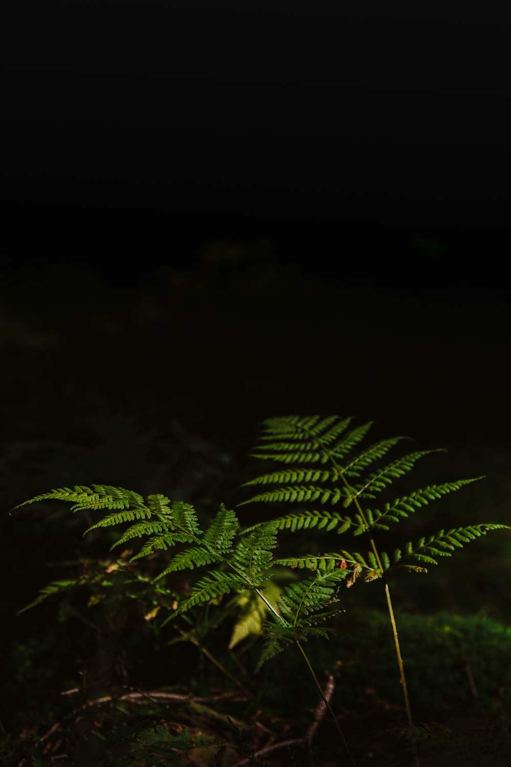 a green plant is growing in the dark