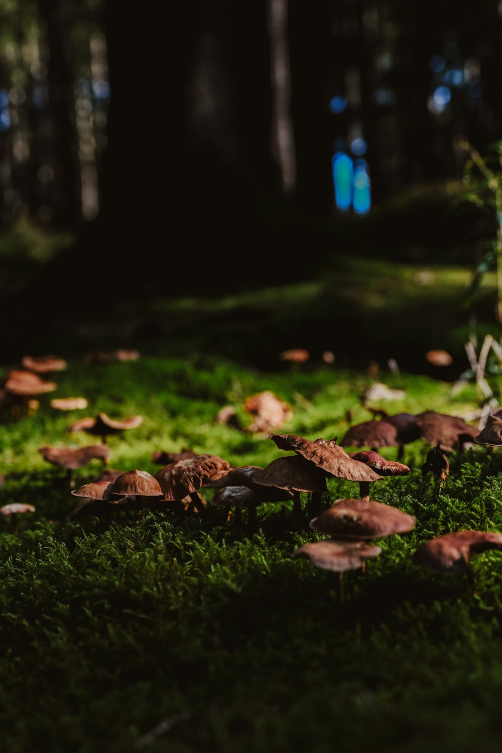 a group of mushrooms sitting on top of a lush green field