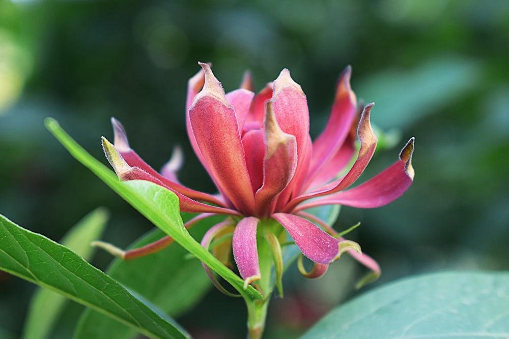 a pink flower with green leaves in the background