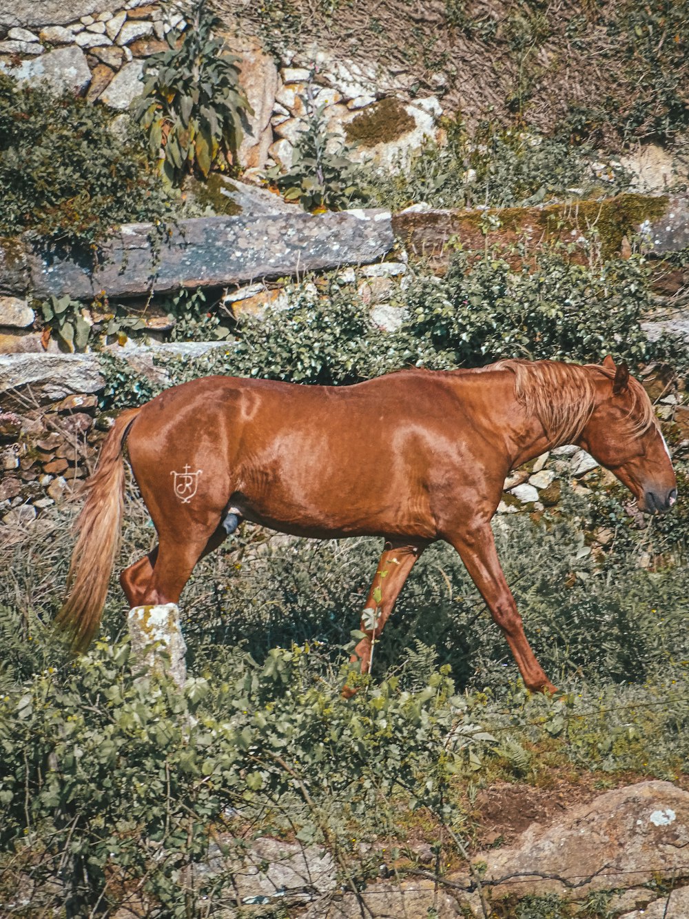 un cavallo marrone in piedi in cima a un campo verde lussureggiante
