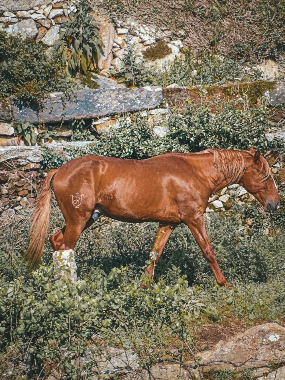 Ein braunes Pferd, das auf einem saftig grünen Feld steht