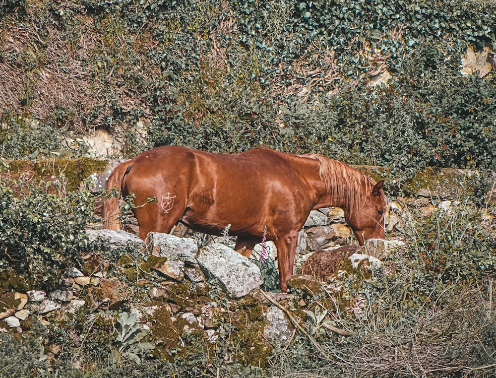 a brown horse standing next to a pile of rocks